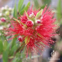 Callistemon Macarthur 24 Callistemon Macarthur -Outdoor Garden Care apo macarthur callistemon