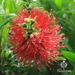 Callistemon Macarthur 26 Callistemon Macarthur -Outdoor Garden Care apo macarthur callistemon flower