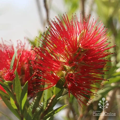 Callistemon Macarthur 7 Callistemon Macarthur - Image 7