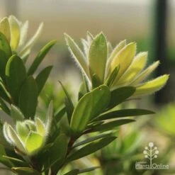 Callistemon Macarthur 17 Callistemon Macarthur -Outdoor Garden Care apo macarthur fluffy new leaf