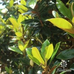 Magnolia Little Gem -Outdoor Garden Care apo magnolia little gem backlit