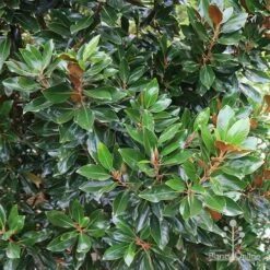 Magnolia Little Gem -Outdoor Garden Care apo magnolia little gem hedge