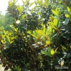 Magnolia Little Gem -Outdoor Garden Care apo magnolia little gem spring leaves