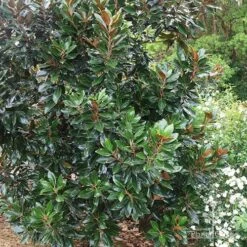 Magnolia Little Gem -Outdoor Garden Care apo magnolia little gem tree