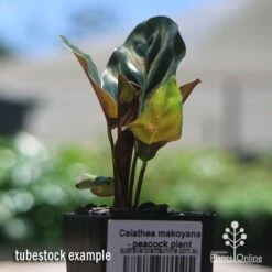 Calathea Makoyana - Peacock Plant -Outdoor Garden Care apo makoyana tubestock