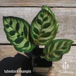Calathea Makoyana - Peacock Plant -Outdoor Garden Care apo makoyana tubestock top