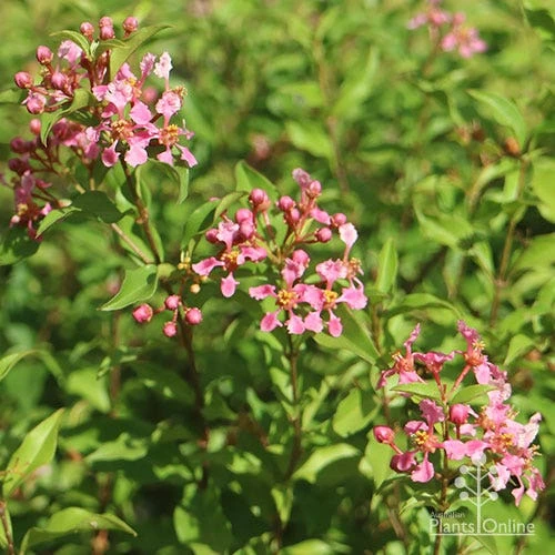 Malpighia Pixie - Acerola 1 Malpighia Pixie - Acerola