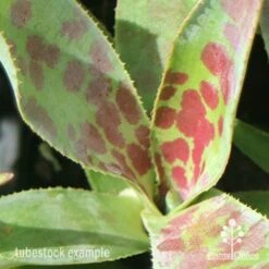 Mangave Mission To Mars - Succulent -Outdoor Garden Care apo mangave mission to mars pattern