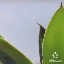 Mangave Mission To Mars - Succulent -Outdoor Garden Care apo mangave mission to mars teeth