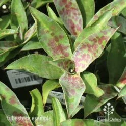 Mangave Mission To Mars - Succulent -Outdoor Garden Care apo mangave mission to mars tubestock