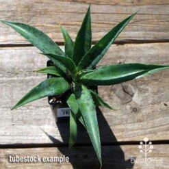Mangave Pineapple Express - Succulent 8 Mangave Pineapple Express - Succulent -Outdoor Garden Care apo mangave pineapple express tubestock top