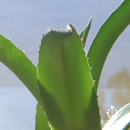 Mangave Red Wing - Succulent 6 Mangave Red Wing - Succulent - Image 6