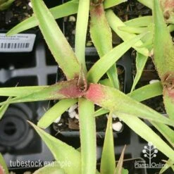 Mangave Red Wing - Succulent 8 Mangave Red Wing - Succulent -Outdoor Garden Care apo mangave red wing tubestock