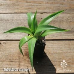 Mangave Red Wing - Succulent 10 Mangave Red Wing - Succulent -Outdoor Garden Care apo mangave red wing tubestock top