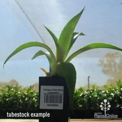 Mangave Red Wing - Succulent 9 Mangave Red Wing - Succulent -Outdoor Garden Care apo mangave red wing tubestock 1