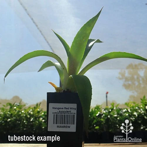 Mangave Red Wing - Succulent 4 Mangave Red Wing - Succulent - Image 4