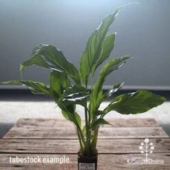 Spathiphyllum Maracay - Peace Lily -Outdoor Garden Care apo maracay tubestock office