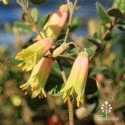 Correa Marian's Marvel 22 Correa Marian's Marvel -Outdoor Garden Care apo marians marvel correa flowering2