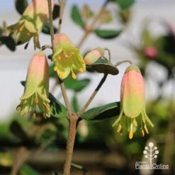 Correa Marian's Marvel 27 Correa Marian's Marvel -Outdoor Garden Care apo marians marvel correa tubestock flowering