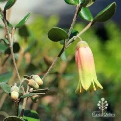 Correa Marian's Marvel 18 Correa Marian's Marvel -Outdoor Garden Care apo marians marvel flower and buds