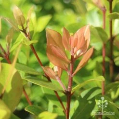 Metrosideros Little Ewan - Dwarf NZ Christmas Bush 24 Metrosideros Little Ewan - Dwarf NZ Christmas Bush -Outdoor Garden Care apo metrosideros little ewan new leaf