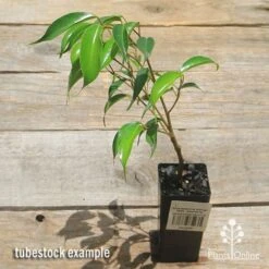 Ficus Benjamina Midnight Beauty - Weeping Fig 10 Ficus Benjamina Midnight Beauty - Weeping Fig -Outdoor Garden Care apo midnight beauty ficus tubestock