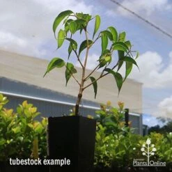 Ficus Benjamina Midnight Beauty - Weeping Fig 13 Ficus Benjamina Midnight Beauty - Weeping Fig -Outdoor Garden Care apo midnight beauty ficus tubestock2