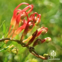 Grevillea Mini Marvel 28 Grevillea Mini Marvel -Outdoor Garden Care apo mini marvel bud