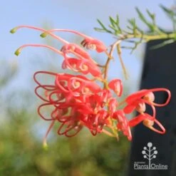 Grevillea Mini Marvel 22 Grevillea Mini Marvel -Outdoor Garden Care apo mini marvel flower opening