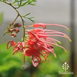 Grevillea Mini Marvel 18 Grevillea Mini Marvel -Outdoor Garden Care apo mini marvel grevillea flower closeup