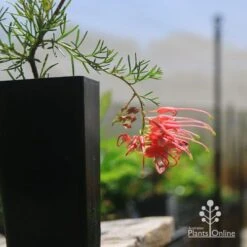 Grevillea Mini Marvel 21 Grevillea Mini Marvel -Outdoor Garden Care apo mini marvel grevillea tubestock closeup