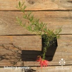 Grevillea Mini Marvel 24 Grevillea Mini Marvel -Outdoor Garden Care apo mini marvel grevillea tubestock top in flower