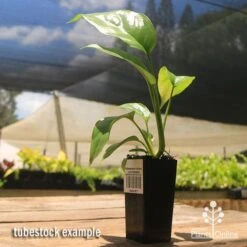 Philodendron Minima - Mini Monstera 11 Philodendron Minima - Mini Monstera -Outdoor Garden Care apo mini monstera tubestock