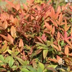 Nandina Moonbay -Outdoor Garden Care apo moonbay winter colours