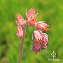 Echeveria Morning Beauty - Succulent -Outdoor Garden Care apo morning beauty flowerstem
