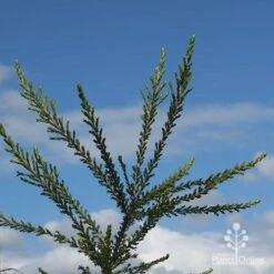 Leptospermum Liversidgei Mozzie Blocker -Outdoor Garden Care apo mozzie blocker blue sky