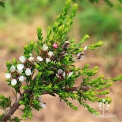 Leptospermum Liversidgei Mozzie Blocker -Outdoor Garden Care apo mozzie blocker flowering stem