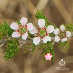 Leptospermum Liversidgei Mozzie Blocker -Outdoor Garden Care apo mozzie blocker flowers closeup