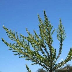 Leptospermum Liversidgei Mozzie Blocker -Outdoor Garden Care apo mozzie blocker foliage