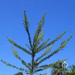 Leptospermum Liversidgei Mozzie Blocker -Outdoor Garden Care apo mozzie blocker habit