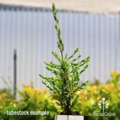 Leptospermum Liversidgei Mozzie Blocker -Outdoor Garden Care apo mozzie blocker tubestock