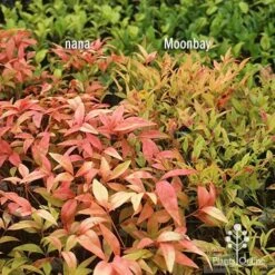 Nandina Moonbay -Outdoor Garden Care apo nandina nana v moonbay january