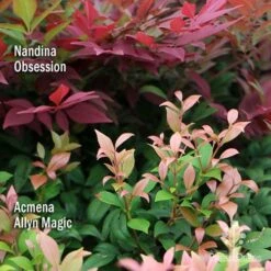 Nandina Obsession -Outdoor Garden Care apo nandina obsession acmena allyn magic 1