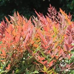 Nandina Obsession -Outdoor Garden Care apo nandina obsession colour