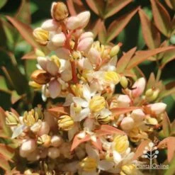 Nandina Obsession -Outdoor Garden Care apo nandina obsession flower2s