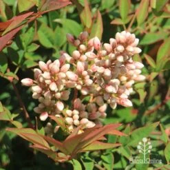 Nandina Obsession -Outdoor Garden Care apo nandina obsession flowers 1