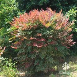 Nandina Obsession -Outdoor Garden Care apo nandina obsession full grown