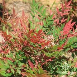 Nandina Obsession -Outdoor Garden Care apo nandina obsession leaf flower