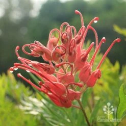 Grevillea Ned Kelly