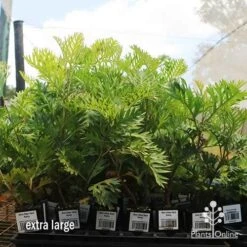 Grevillea Ned Kelly 21 Grevillea Ned Kelly -Outdoor Garden Care apo ned kelly dec large